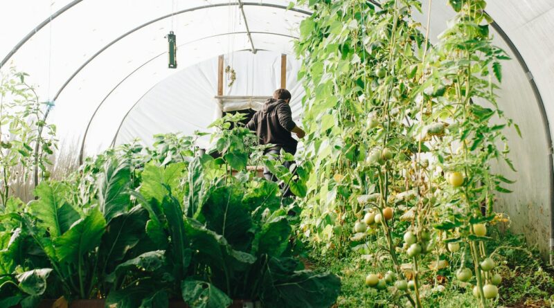 Mini kerti üvegház: mire jó egy kis melegház a kertben?